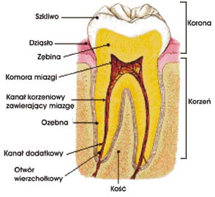 Endodoncja leczenie kanałowe zęba Warszawa Mokotów i Zielonka